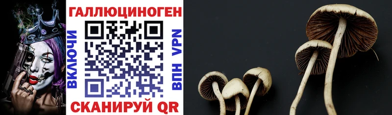 Псилоцибиновые грибы MAGIC MUSHROOMS Адыгейск